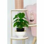 Planta Decorativa DKD Home Decor PVC Polipropileno 20 x 20 x 30