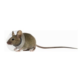 Coleira isabelina para roedores KVP Transparente (7.