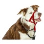 Collar de Adiestramiento para Perros Company of Animals Halti