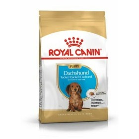 Pienso Royal Canin Breed Dachshund Jun Cachorro/Junior Arroz